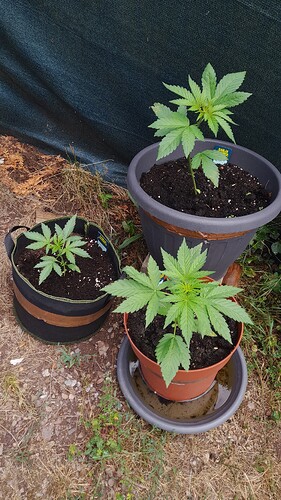 Growreport Bild 20