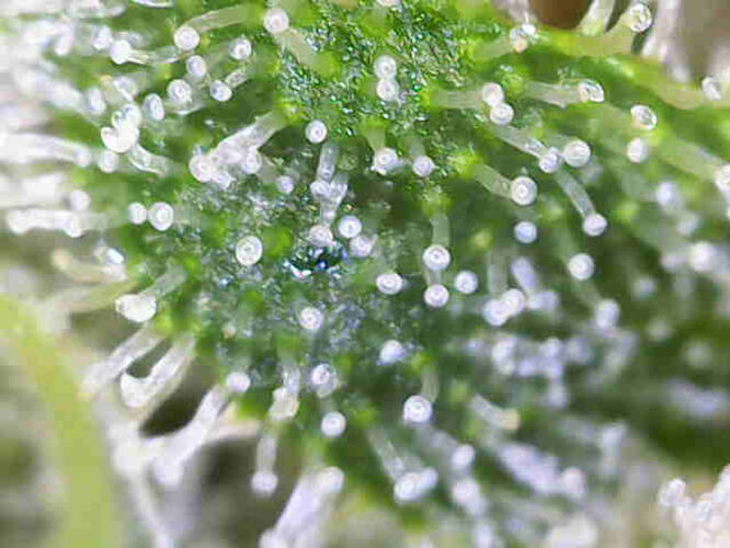 Nahaufnahme von Trichomen einer Cannabis-Pflanze, die überwiegend milchig erscheinen.