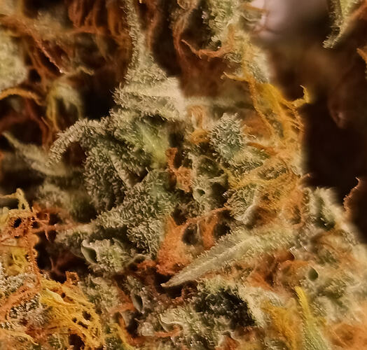 Growreport Bild 3