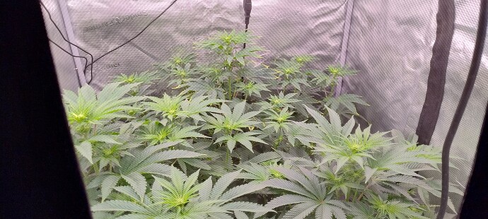 IMG_20250204_091142901_HDR