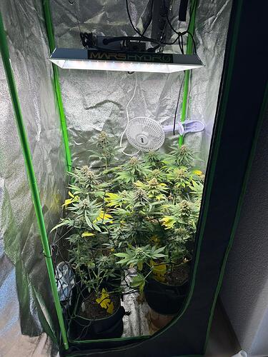 Zwei Cannabispflanzen in einem Growzelt unter einer Mars Hydro LED-Lampe, die sich in der Blütephase befinden.