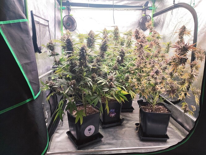 Growreport Bild 29