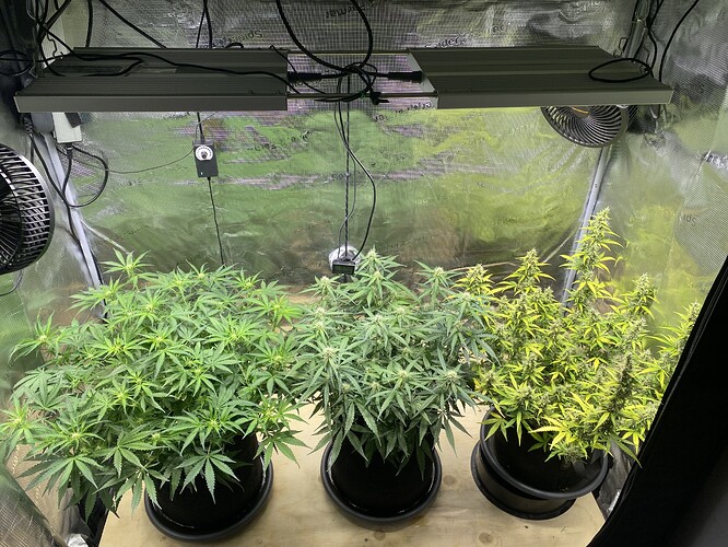Growreport Bild 34