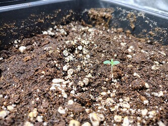 IMG_20250224_094045753_HDR_AE