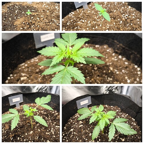 Growreport Bild 6