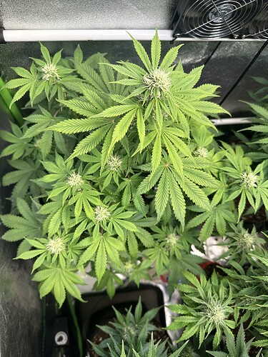 Growreport Bild 7