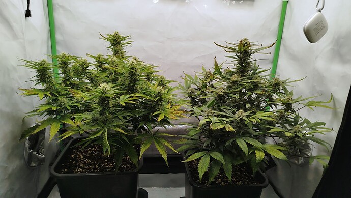 Zwei Cannabis-Pflanzen in einem Growzelt, links Bruce Banner und rechts Mandarine XL, beide in der Blütephase.