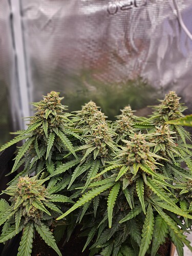 Growreport Bild 107