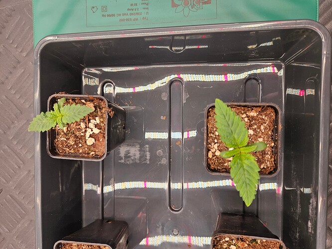 Growreport Bild 12