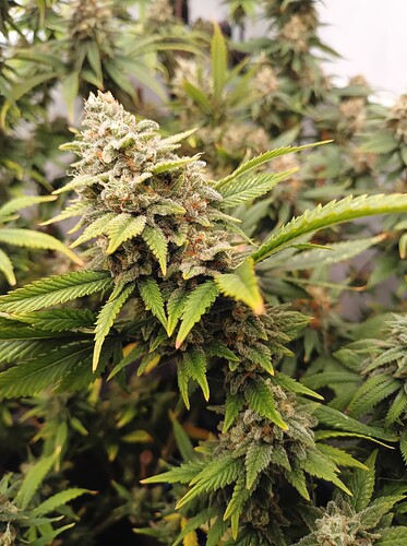 Growreport Bild 49