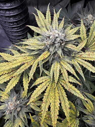 Growreport Bild 1