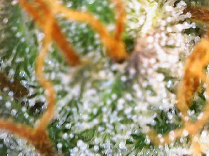 Growreport Bild 18
