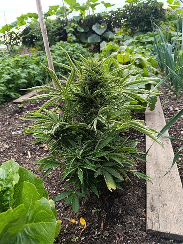 Growreport Bild 1