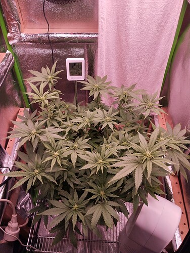 Growreport Bild 3