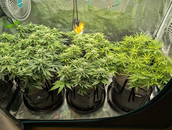 Growreport Bild 1