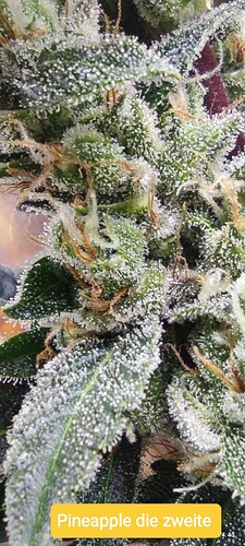 Growreport Bild 40