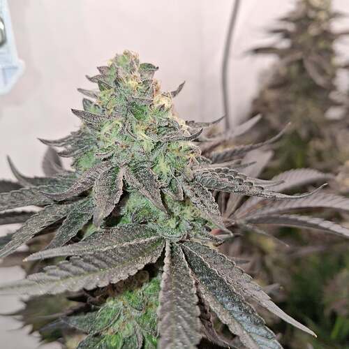 Growreport Bild 30