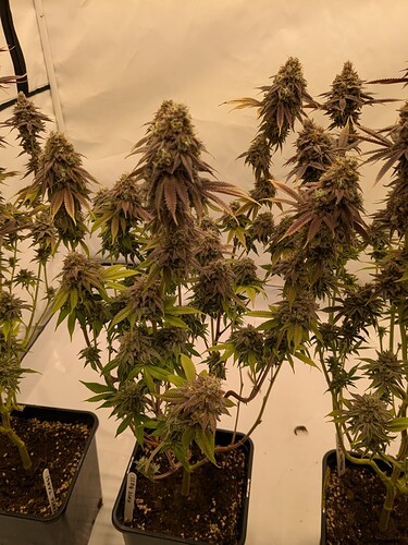 PXL_20240729_140301463