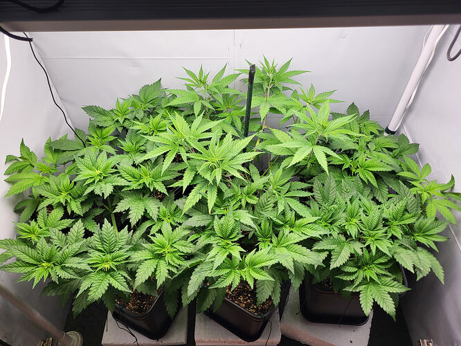 Growreport Bild 1