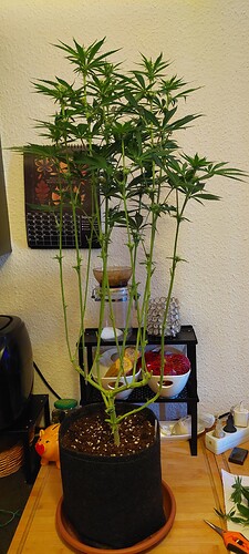Growreport Bild 4