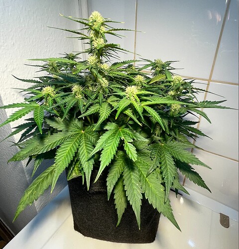 White Widow_2