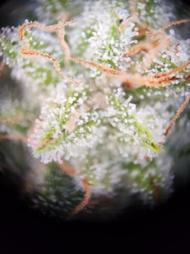 Growreport Bild 12
