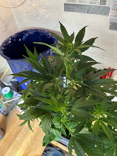 Growreport Bild 63