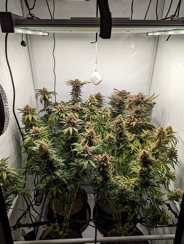 Growreport Bild 1