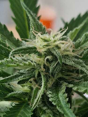 WhatsApp Image 2024-05-27 at 12.39.43 (4)