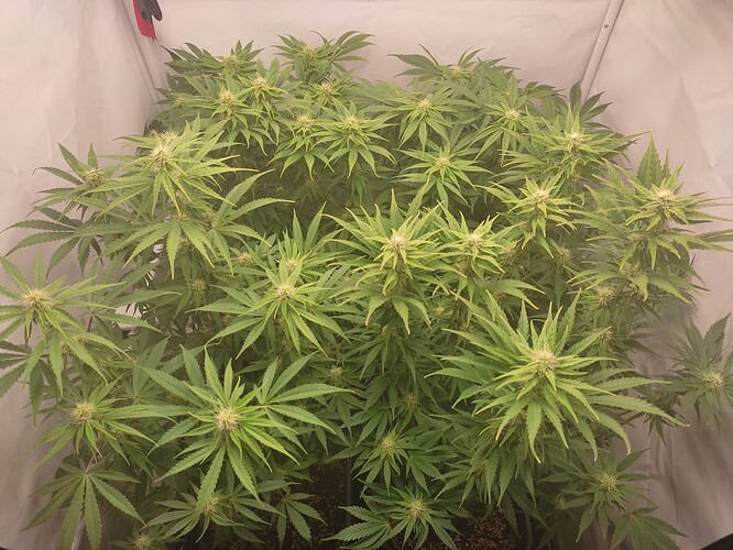 Growreport Bild 2