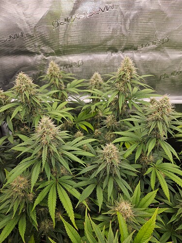 Growreport Bild 8