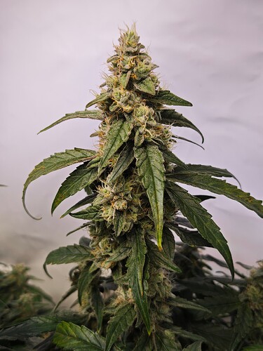 MVIMG_20251116_204905