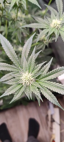 IMG_20250218_094215785_HDR