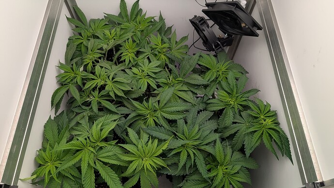 Growreport Bild 6