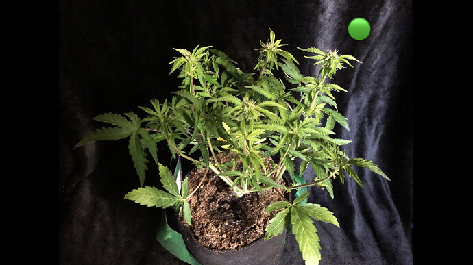 Growreport Bild 18