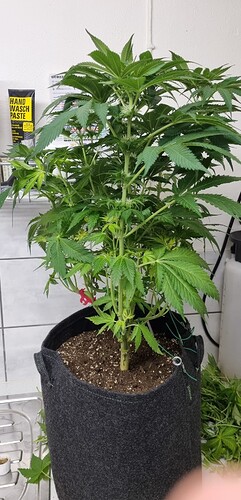 Growreport Bild 27