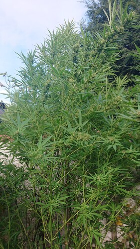 Growreport Bild 25
