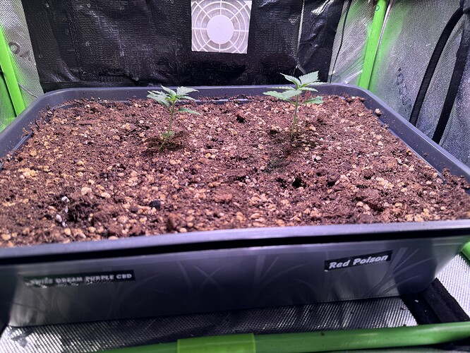 Growreport Bild 33