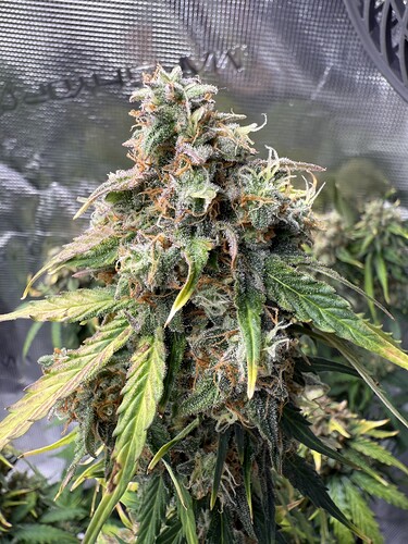 Growreport Bild 33