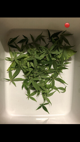 Growreport Bild 33