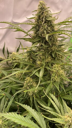 IMG_20240226_002337.HEIC_compressed