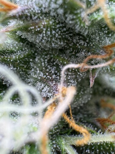 Growreport Bild 19