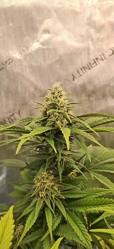 Growreport Bild 6
