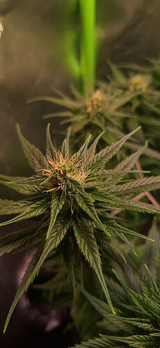 Growreport Bild 3