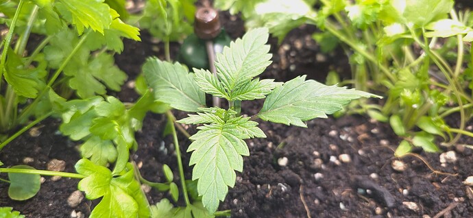 Growreport Bild 4