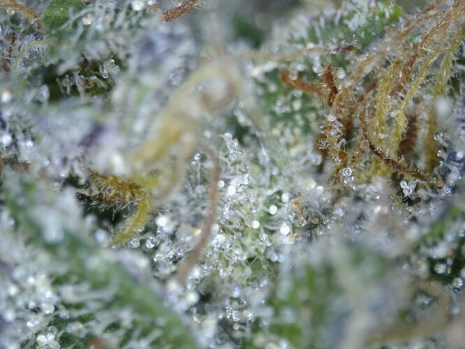 20250618-trichome02