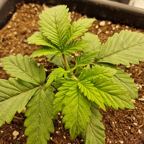 Growreport Bild 2