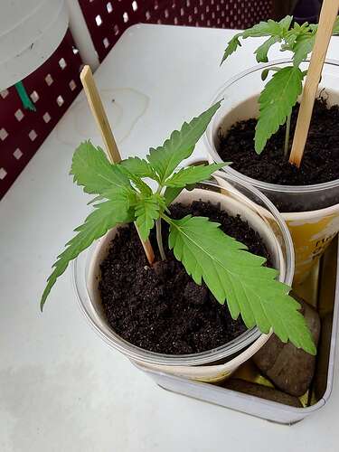 Growreport Bild 2