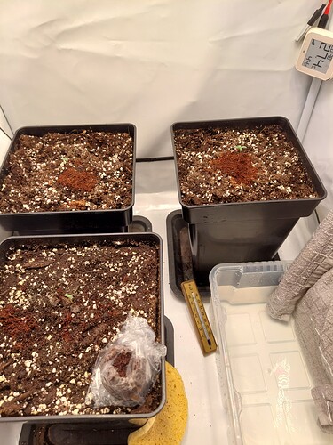 Growreport Bild 2