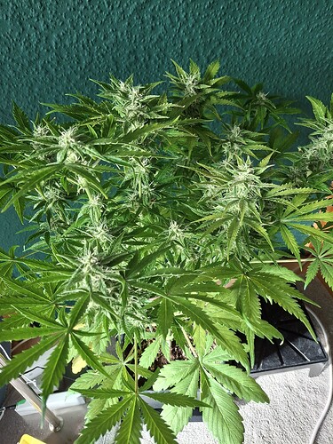 Growreport Bild 5